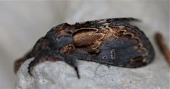 Notodonta scitipennis