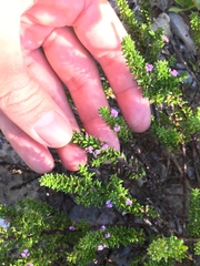Muraltia satureioides