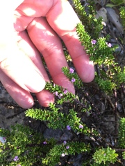Muraltia satureioides