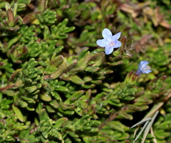 Glandora diffusa