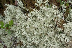 Cladonia arbuscula mitis