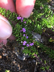 Muraltia satureioides