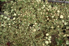 Cladonia amaurocraea