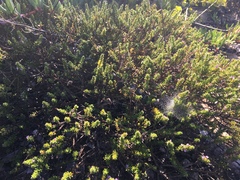 Muraltia satureioides