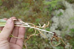 Platanthera tipuloides