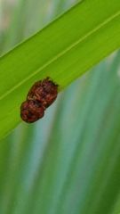 Hemisphaerota palmarum