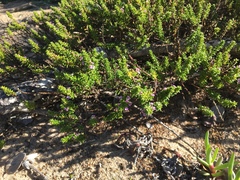 Muraltia satureioides