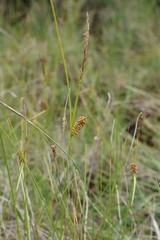 Carex rotundata