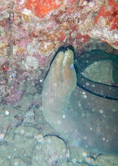 Gymnothorax castaneus