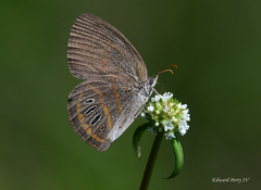 Neonympha areolatus