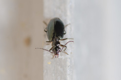 Lebia marginicollis