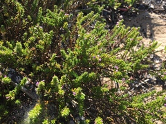 Muraltia satureioides