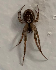 Zygiellinae