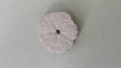 Echinarachnius parma