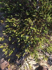 Muraltia satureioides