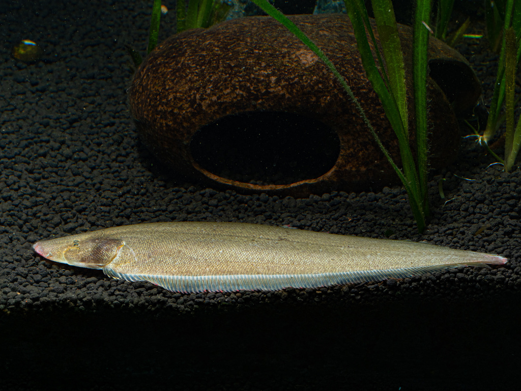 Slender tonguefish (Cynoglossus gracilis) — Cynoglossidae