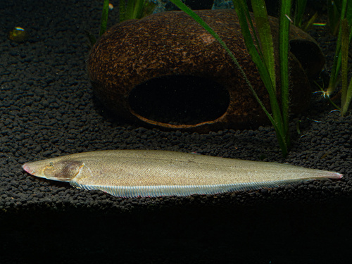 Slender tonguefish (Cynoglossus gracilis) — Cynoglossidae