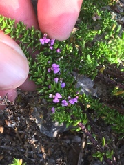 Muraltia satureioides