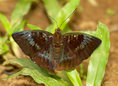 Euthalia monina monina