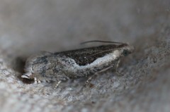 Ancylis discigerana