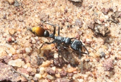 Myrmecia mandibularis