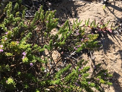 Muraltia satureioides