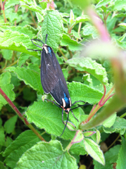 Ctenucha rubroscapus