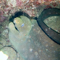 Gymnothorax castaneus