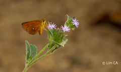 Iambrix salsala salsala