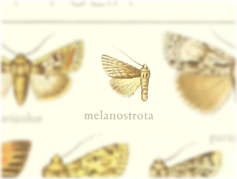 Thalatha melanostrota