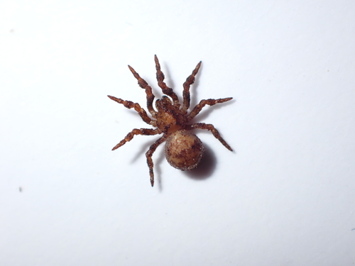 Cryptothele marchei