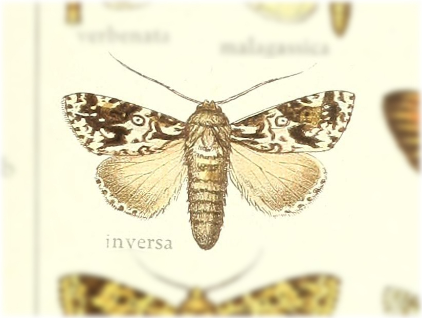 Megalonycta inversa