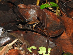 Indosylvirana