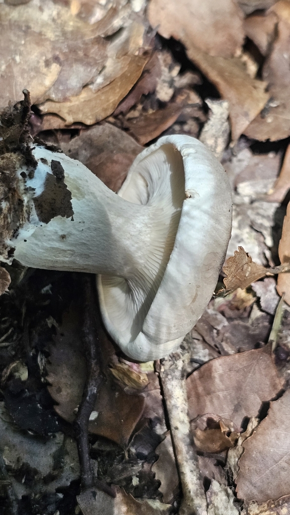 Clitocybe nebularis · February 2025 · photo: © henryahh (iNaturalist, cc0)