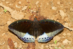 Lexias pardalis dirteana