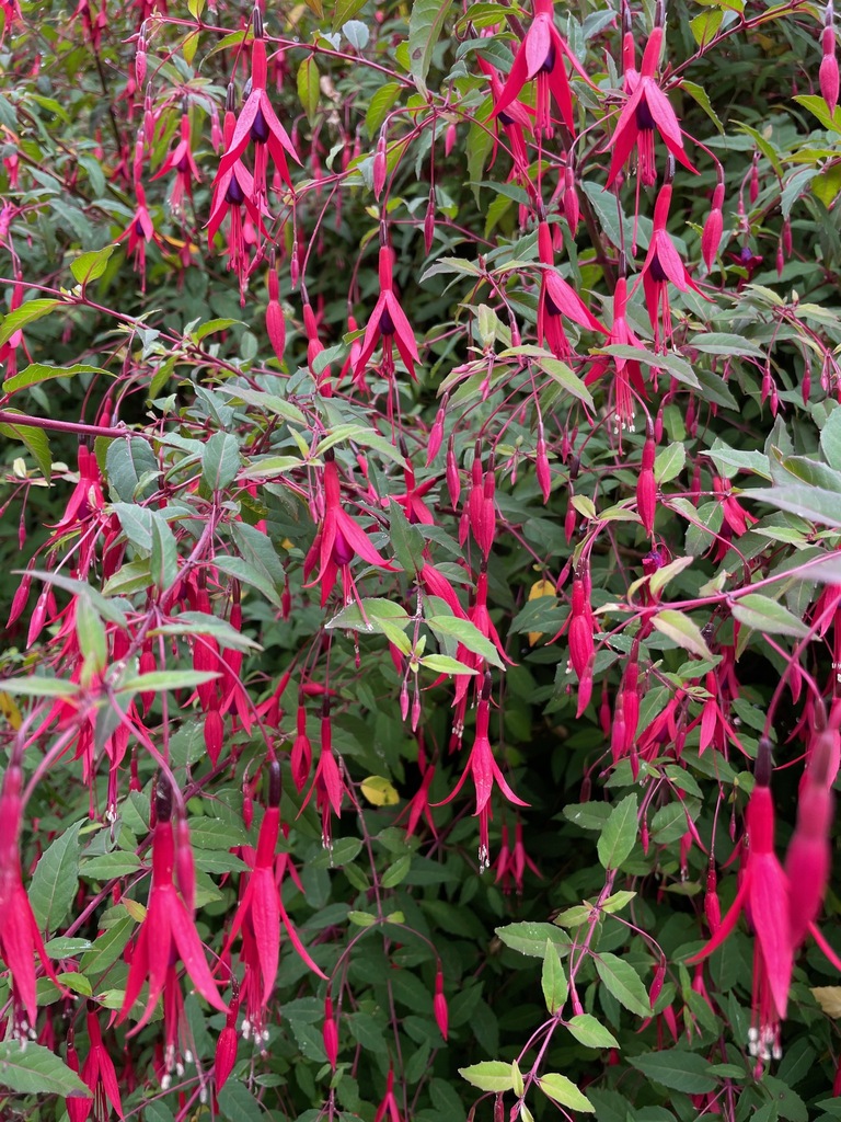 Фуксія — Fuchsia magellanica