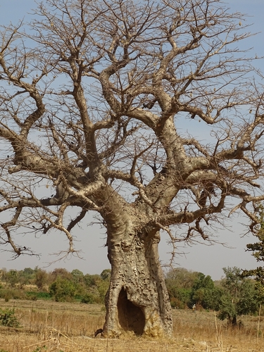 African baobab