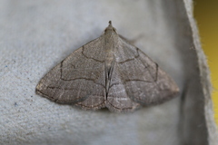 Zanclognatha pedipilalis