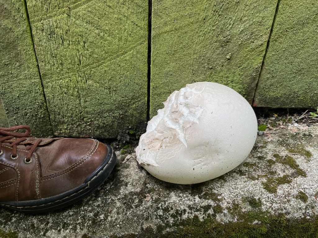 Calvatia gigantea · January 2025 · photo: © steve_kerr (iNaturalist, cc-by)