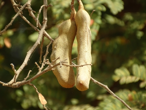 Tamarind