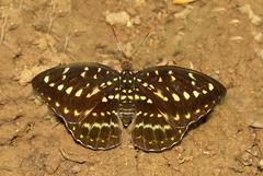 Lexias pardalis dirteana