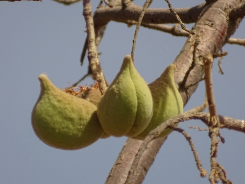 Sterculia setigera