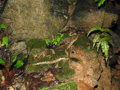 Craspedocephalus malabaricus