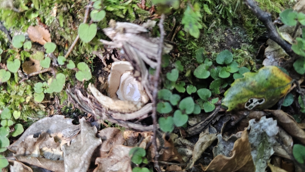 Amanita pekeoides · February 2025 · photo: © henryahh (iNaturalist, cc0)