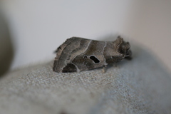 Plagiomimicus pityochromus