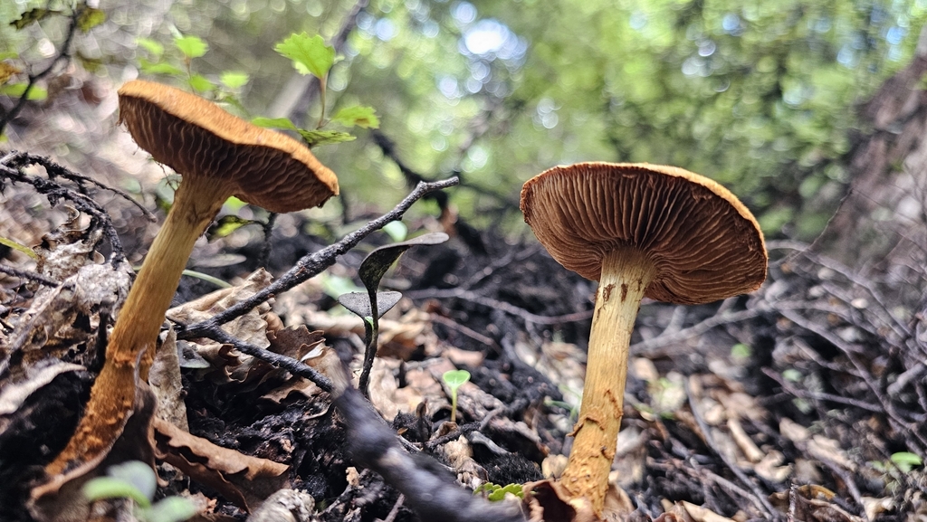 Thaxterogaster castoreus · February 2025 · photo: © henryahh (iNaturalist, cc0)