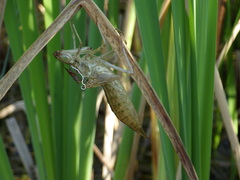 Anax longipes
