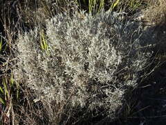 Parthenium argentatum, photograph (c) Leticia Jiménez Hernández, some rights reserved (CC BY-SA)