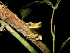 Osteocephalus planiceps