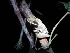 Osteocephalus planiceps